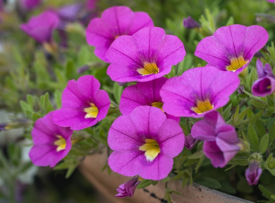 9cm bedding