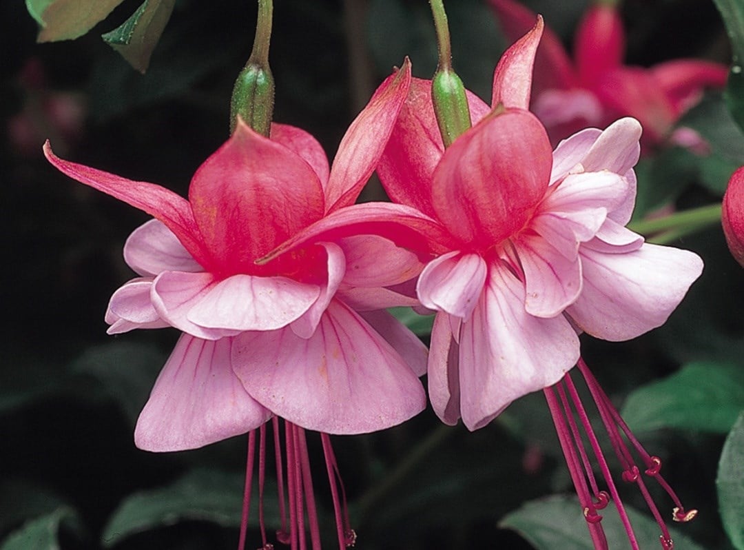 Fuchsias