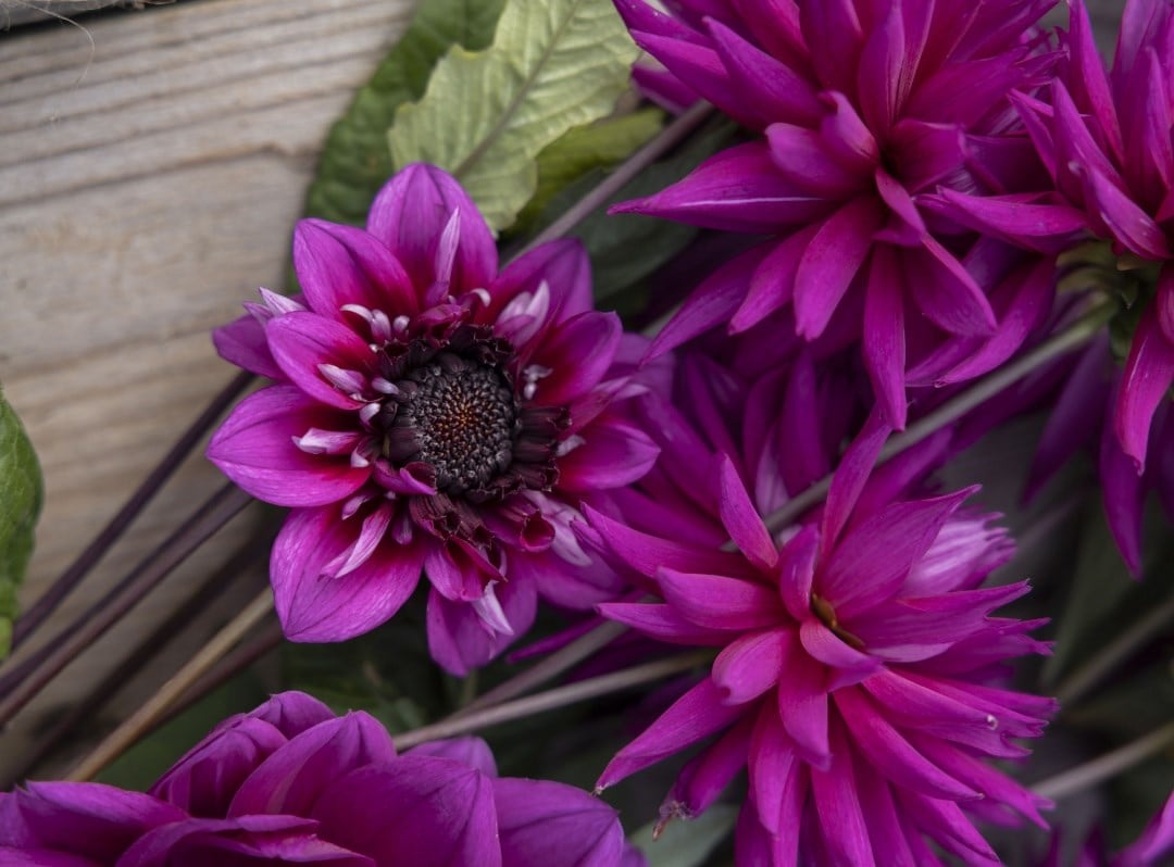 Potted dahlias