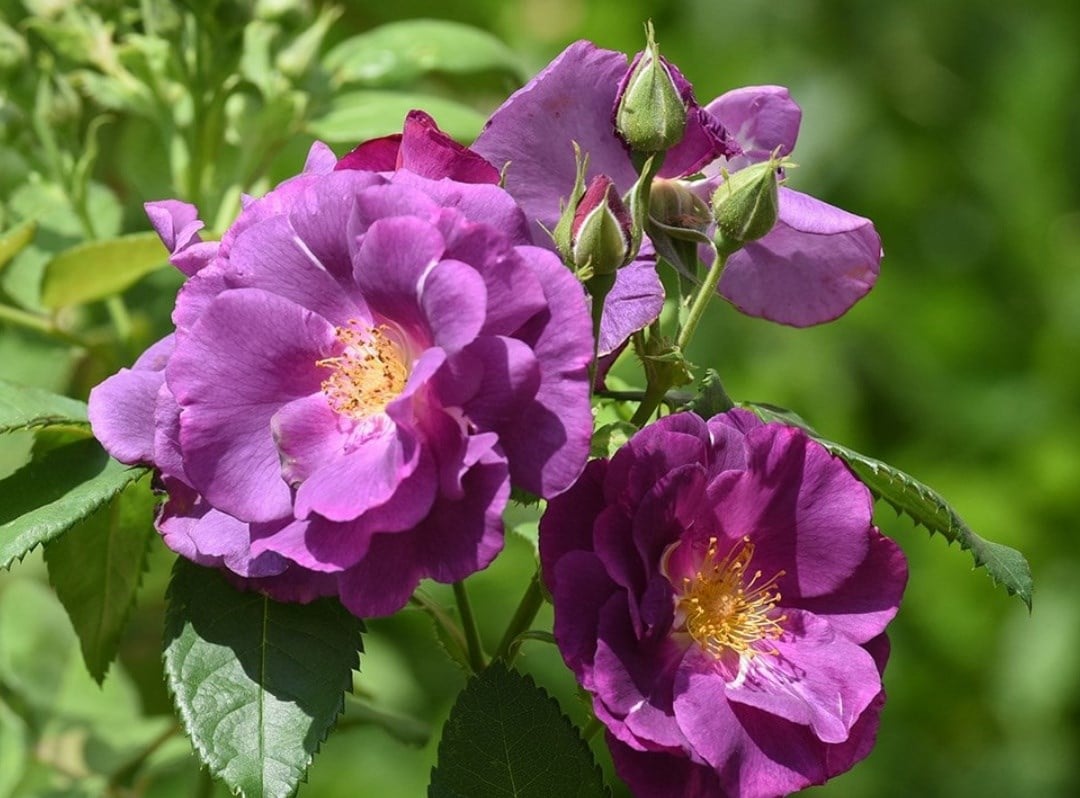 Roses