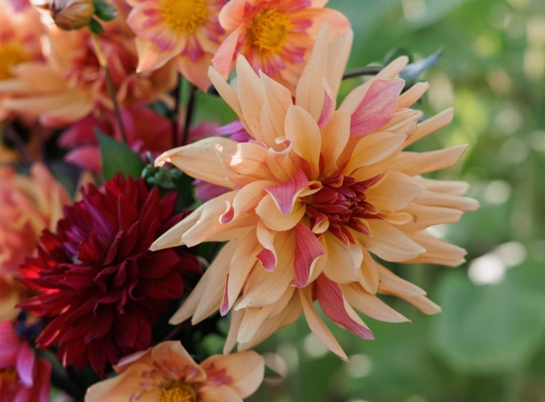 Potted dahlias