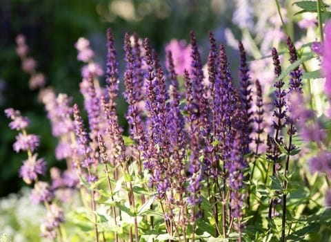 Great summer gardens are planted now