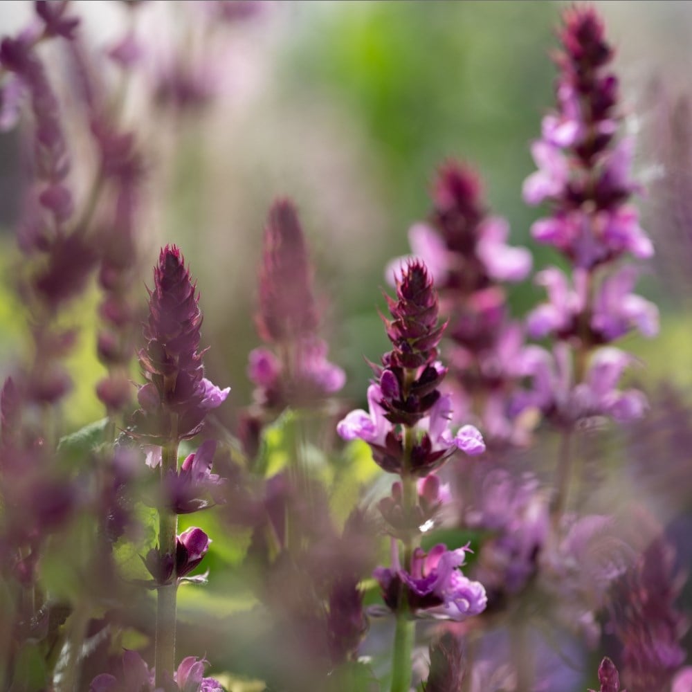 Perennials