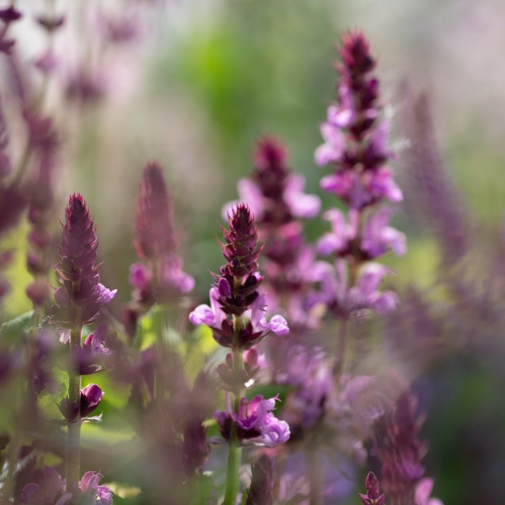 Outdoor plants