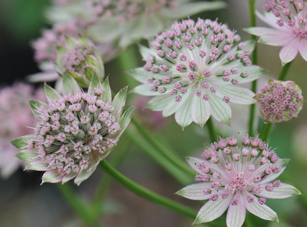 Long flowering plants
