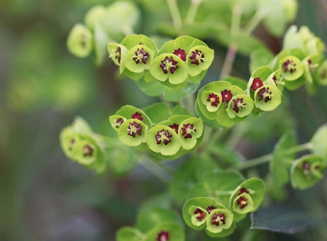 Low maintenance plants