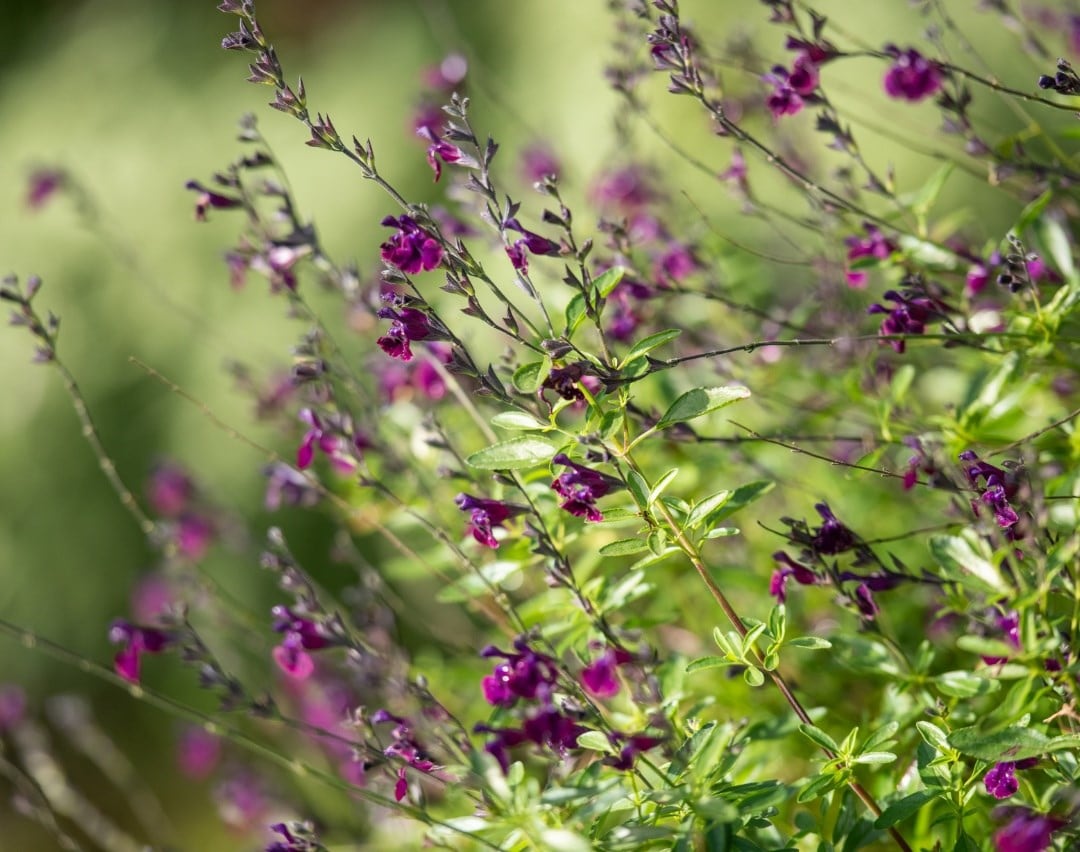 A guide to growing Salvias