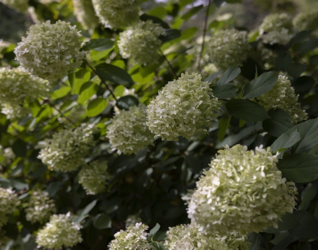 Hydrangeas