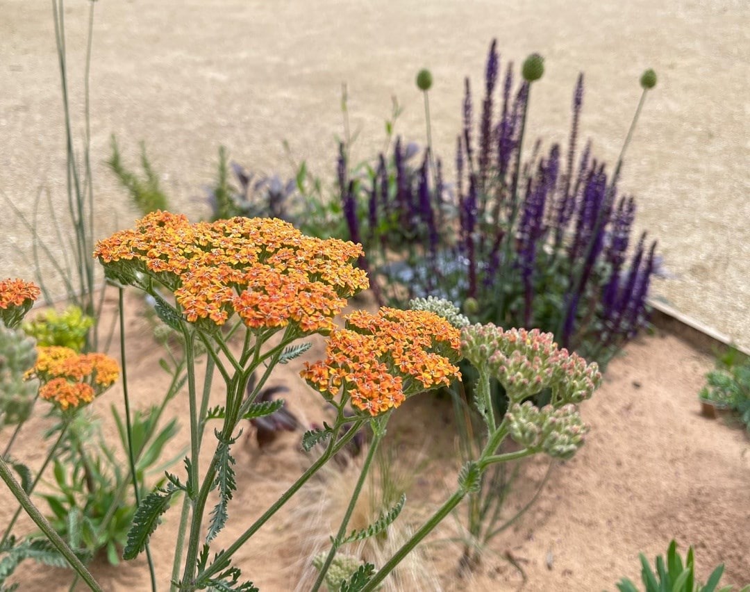 July in the garden