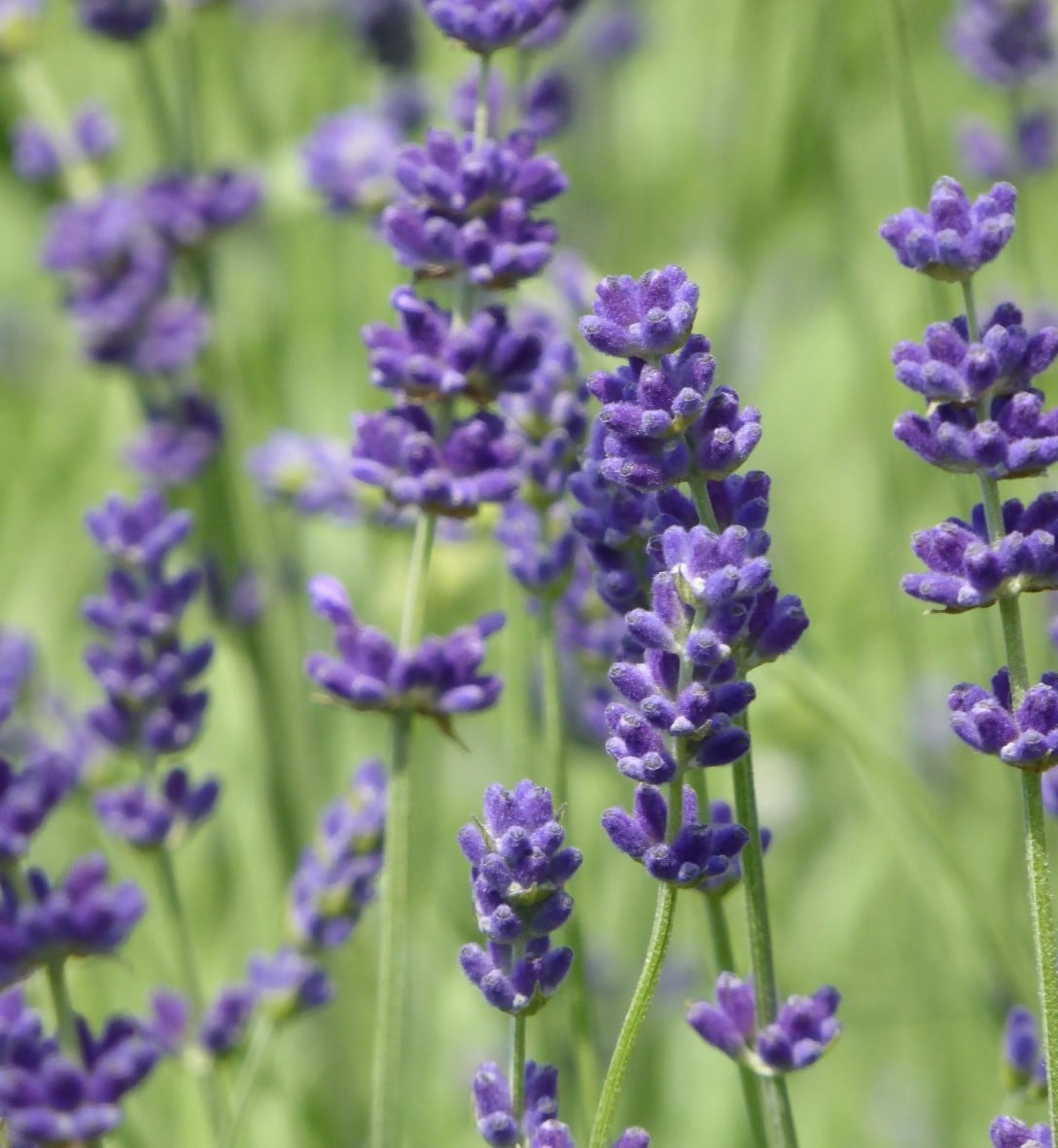 Lavenders