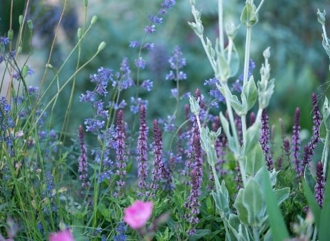 Great summer gardens are planted now