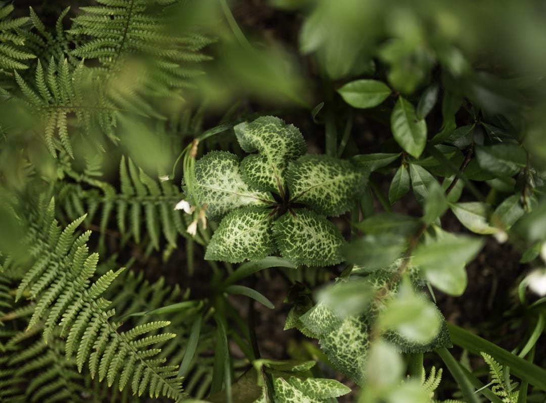 Green is a colour