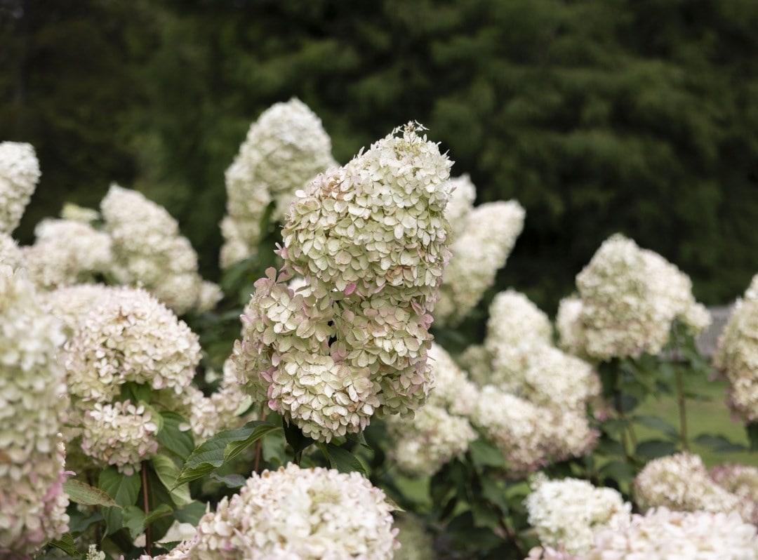 Hydrangea
