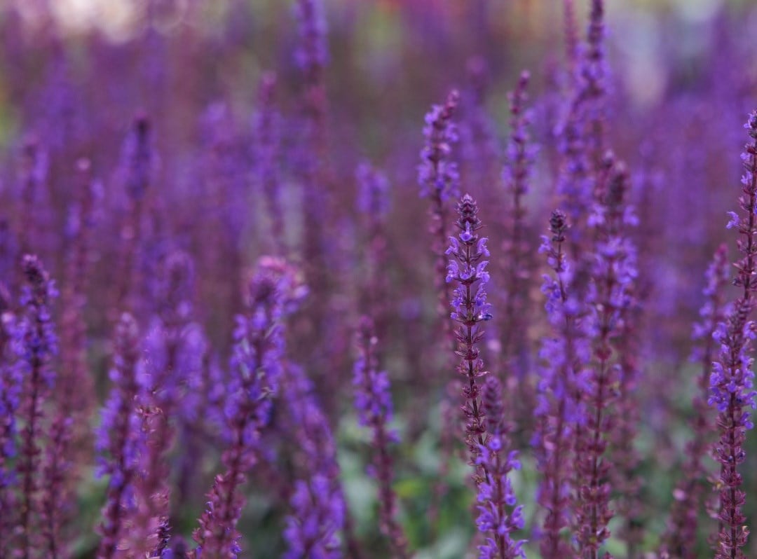 Salvias