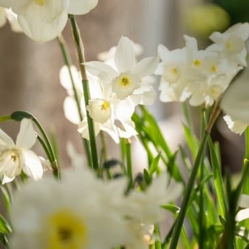 Daffodils