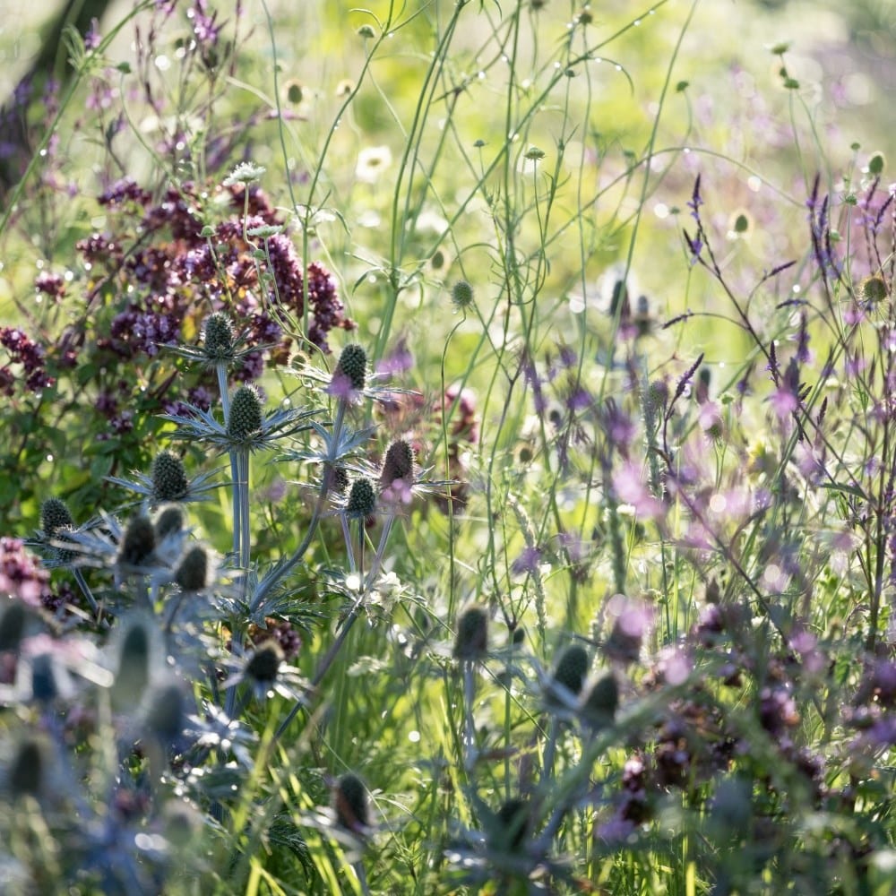 Outdoor plants