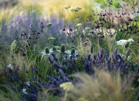 Late summer colour