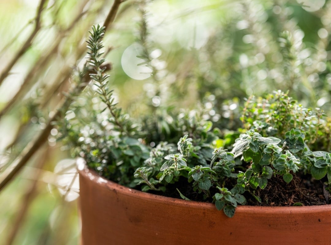 Herbs