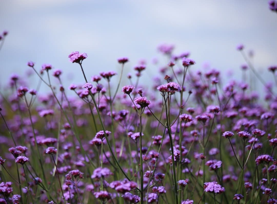 Seeds
