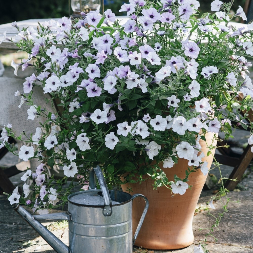 August in the garden