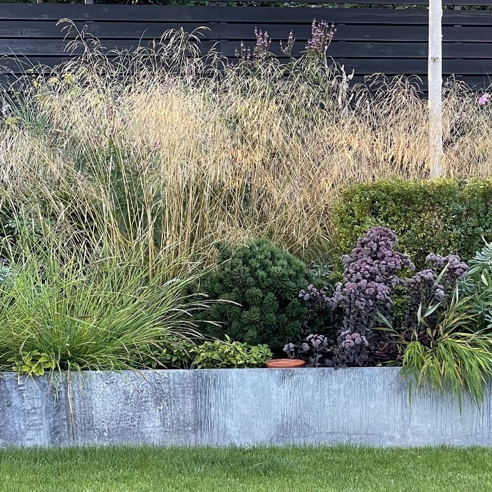 Ornamental grasses