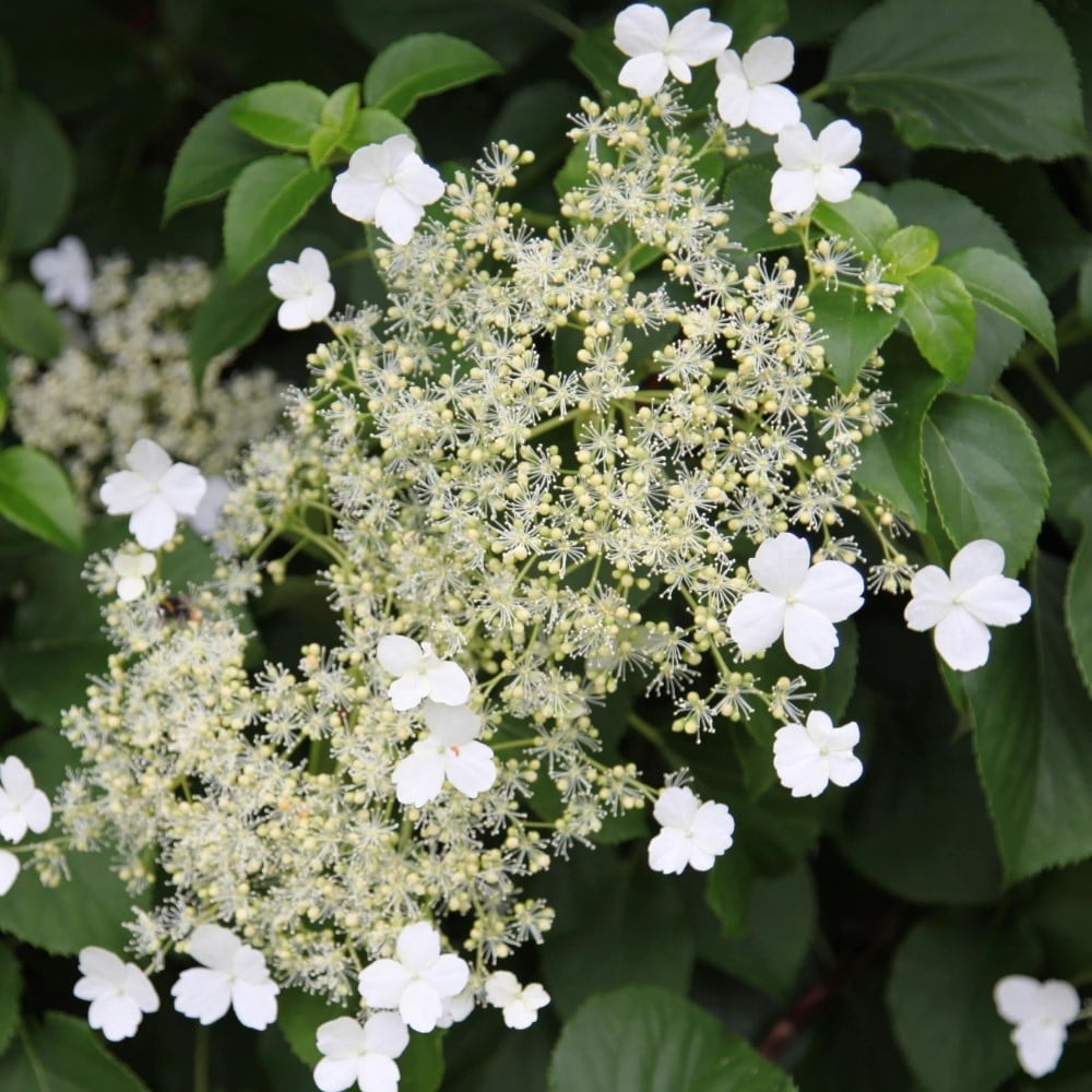 Hydrangeas