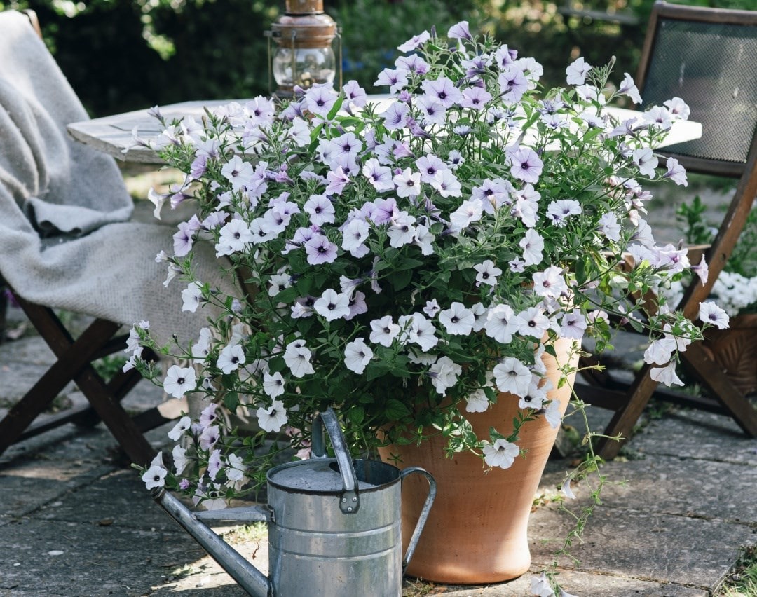 August in the garden