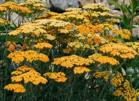 Late summer colour