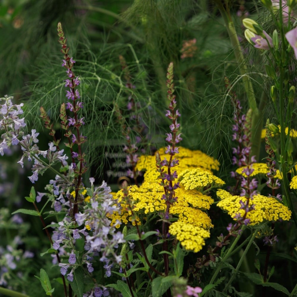 Late summer colour