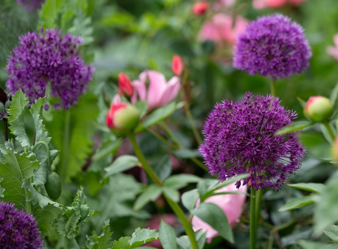 Allium bulbs