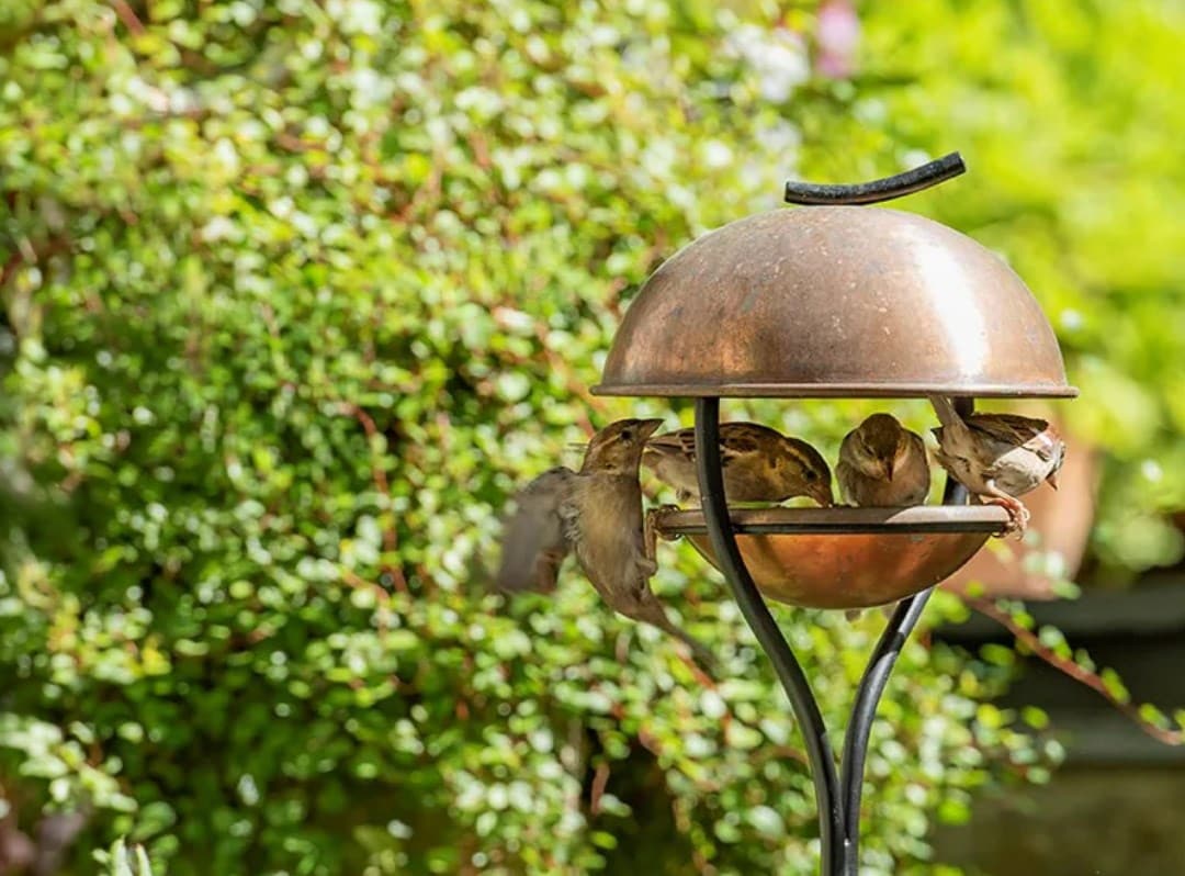 Bird feeders