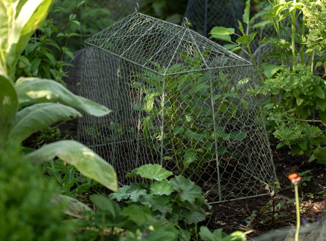 Cloches