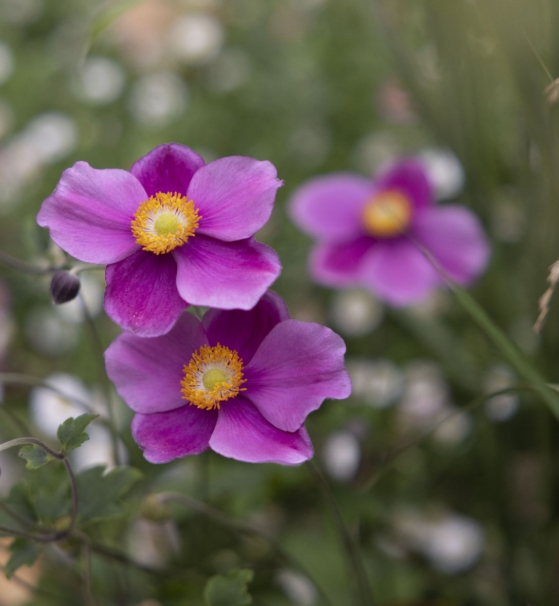 Japanese Anemones