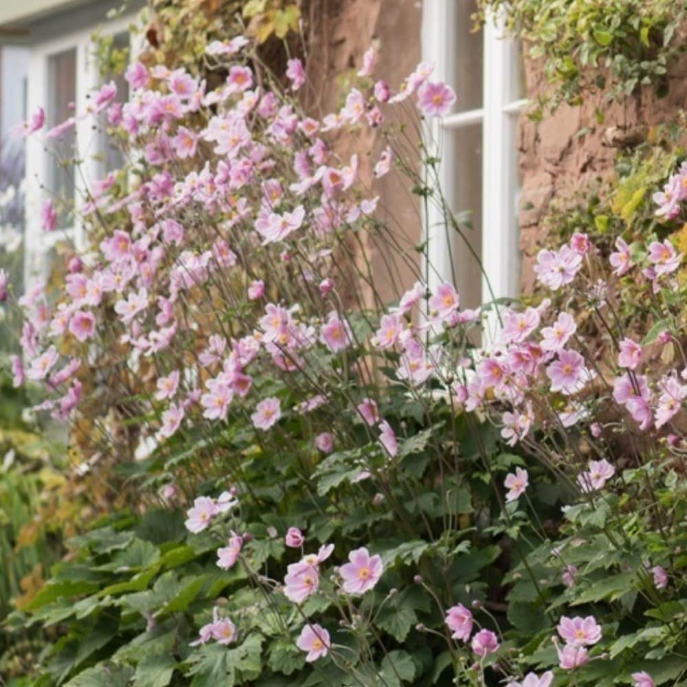Japanese anemones