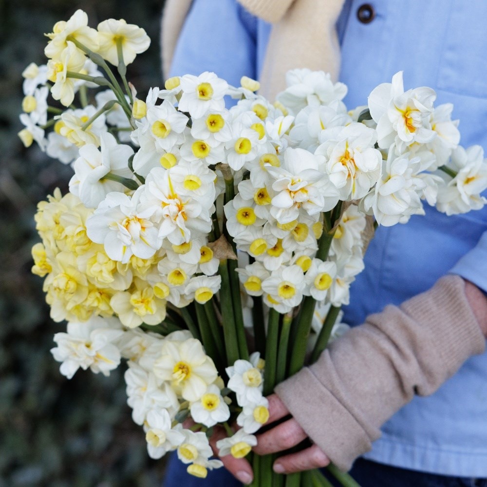 Daffodil bulbs