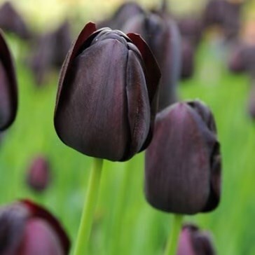 Black flower bulbs