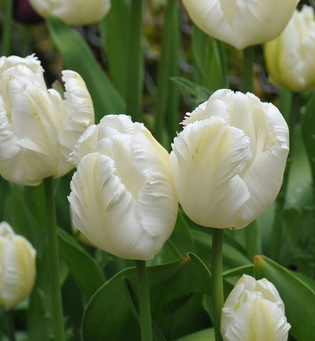 Classic white tulips