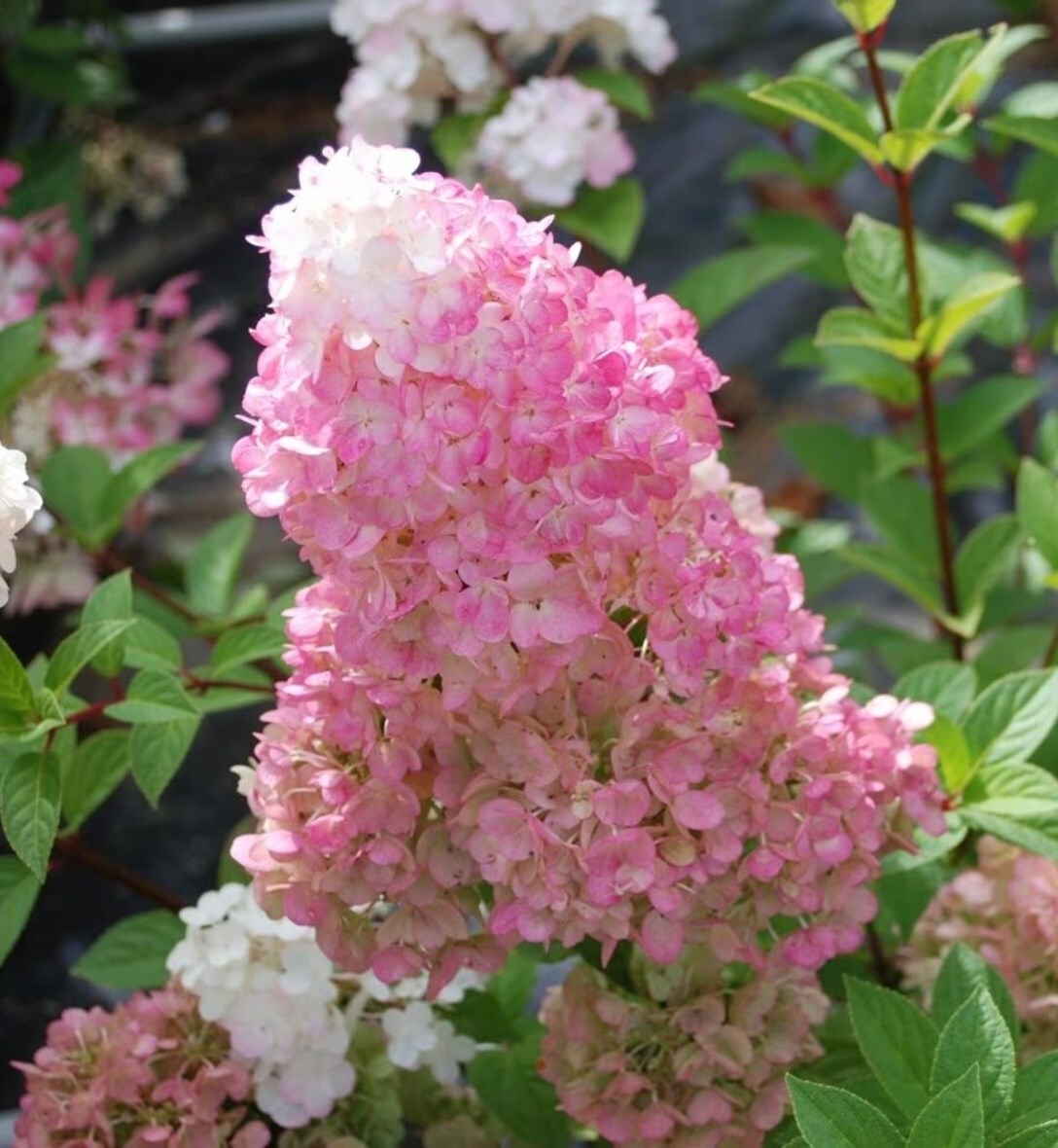 Buy plants online Online Garden Centre for a wide variety of plants, garden tools, furniture