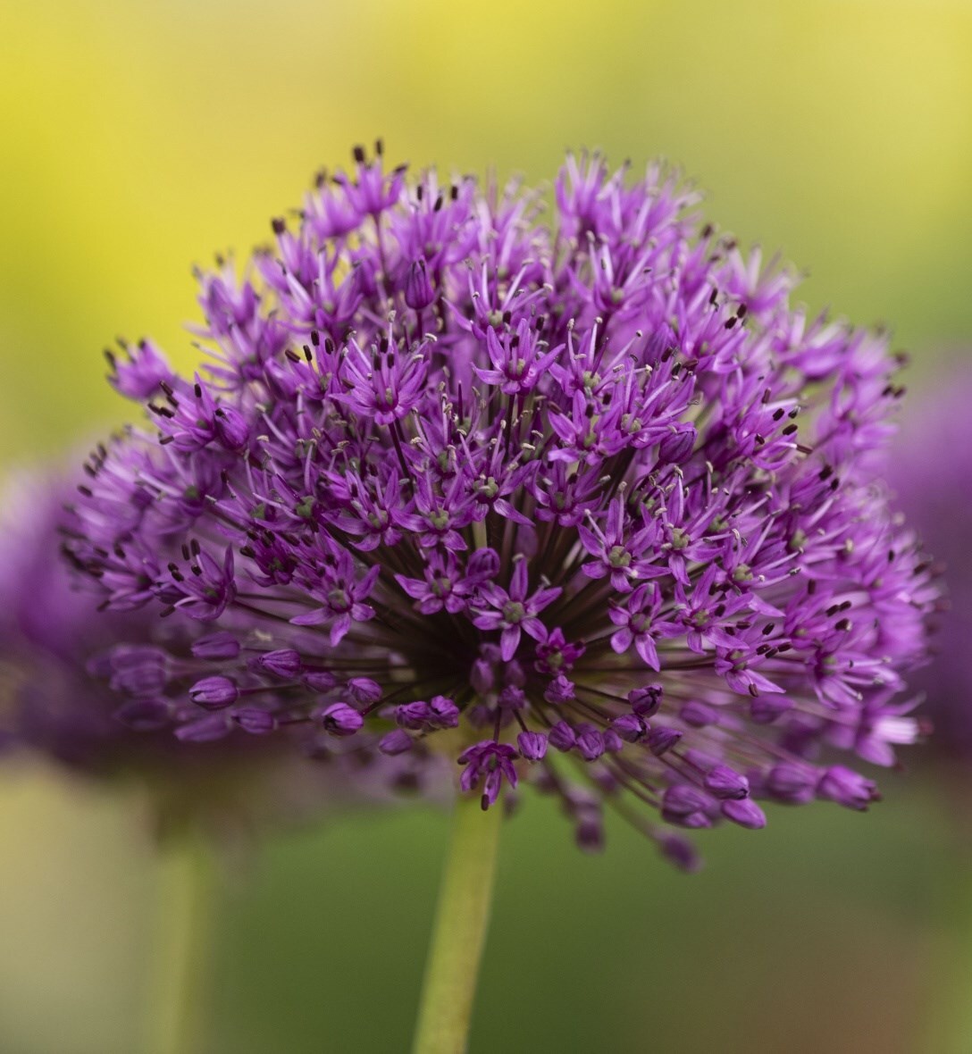 When to plant alliums