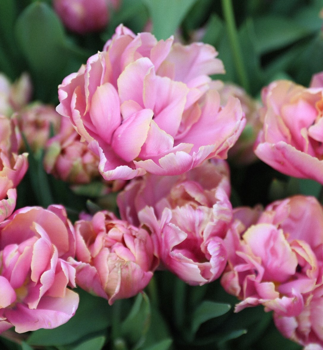 When to plant tulips