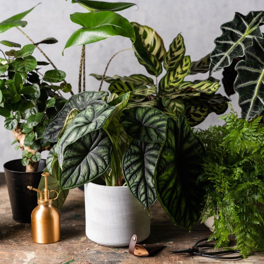 Shop all indoor plants