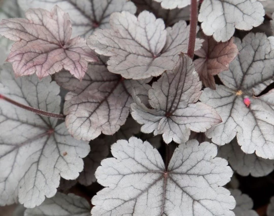 The Scandi plant selection