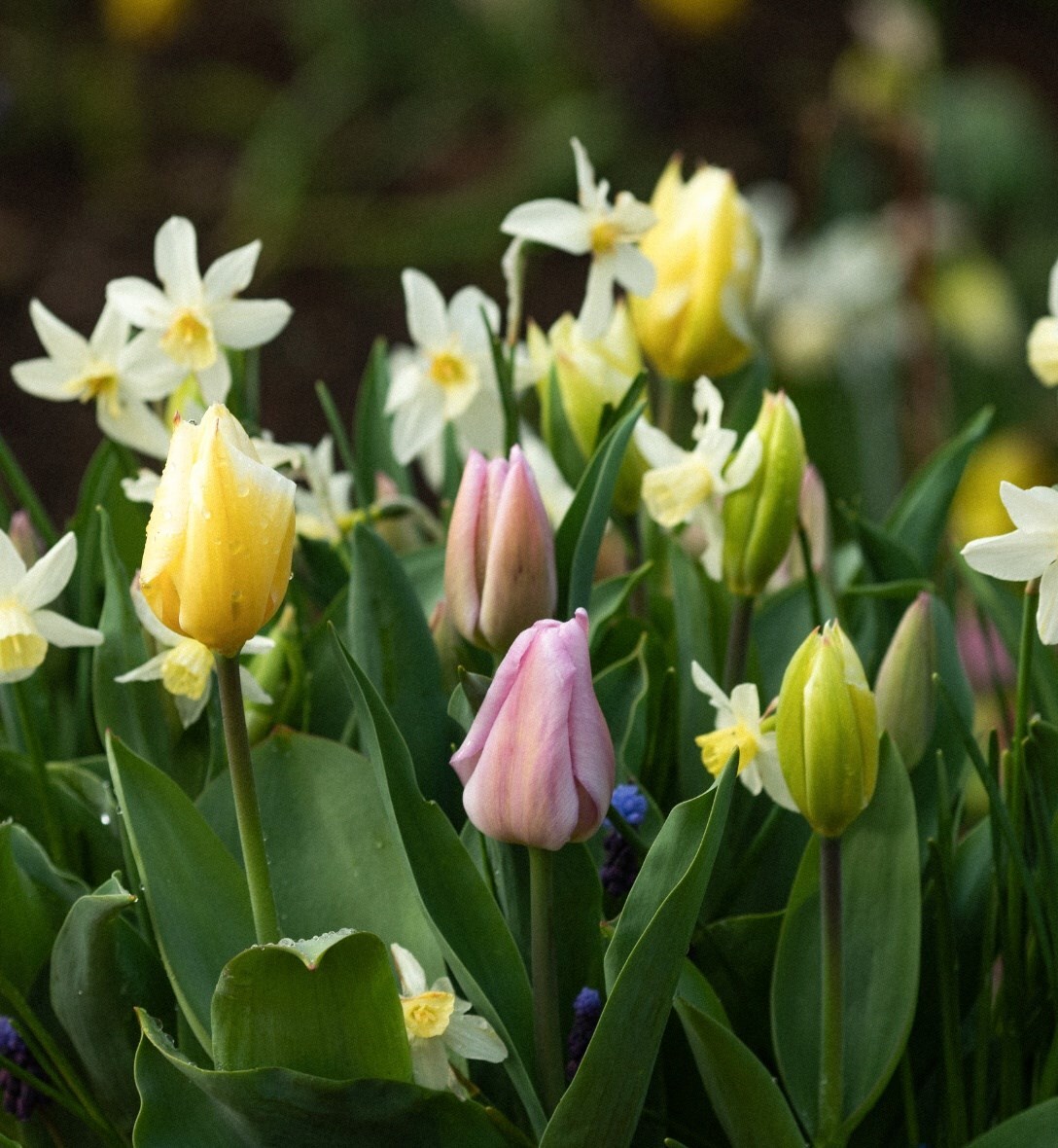 How & when to plant spring bulbs