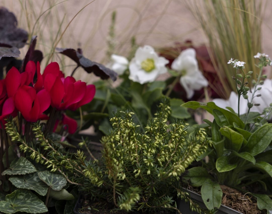 The Classic plant collection