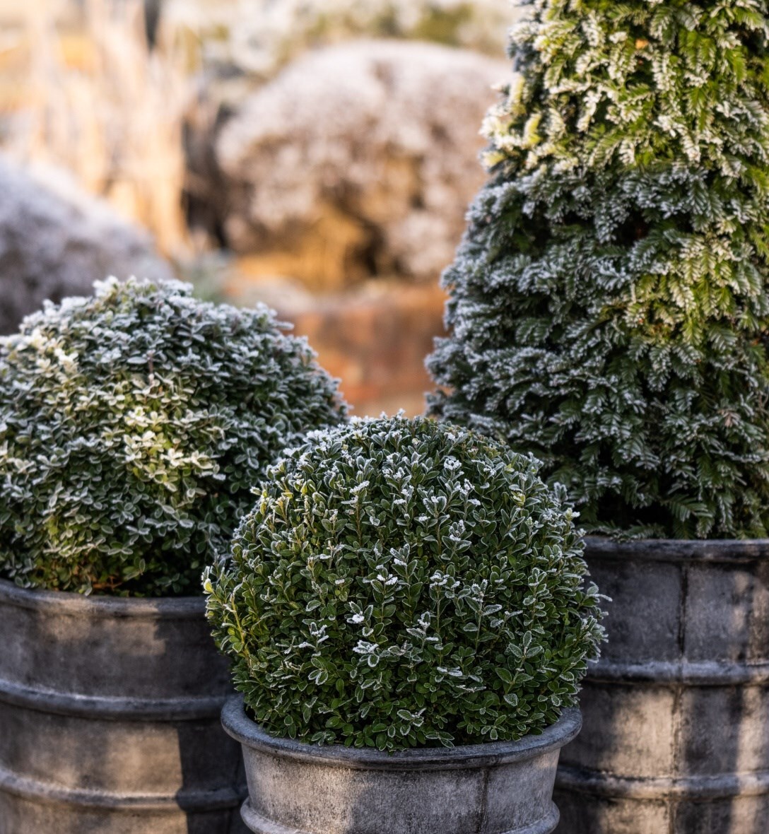 Shrubs