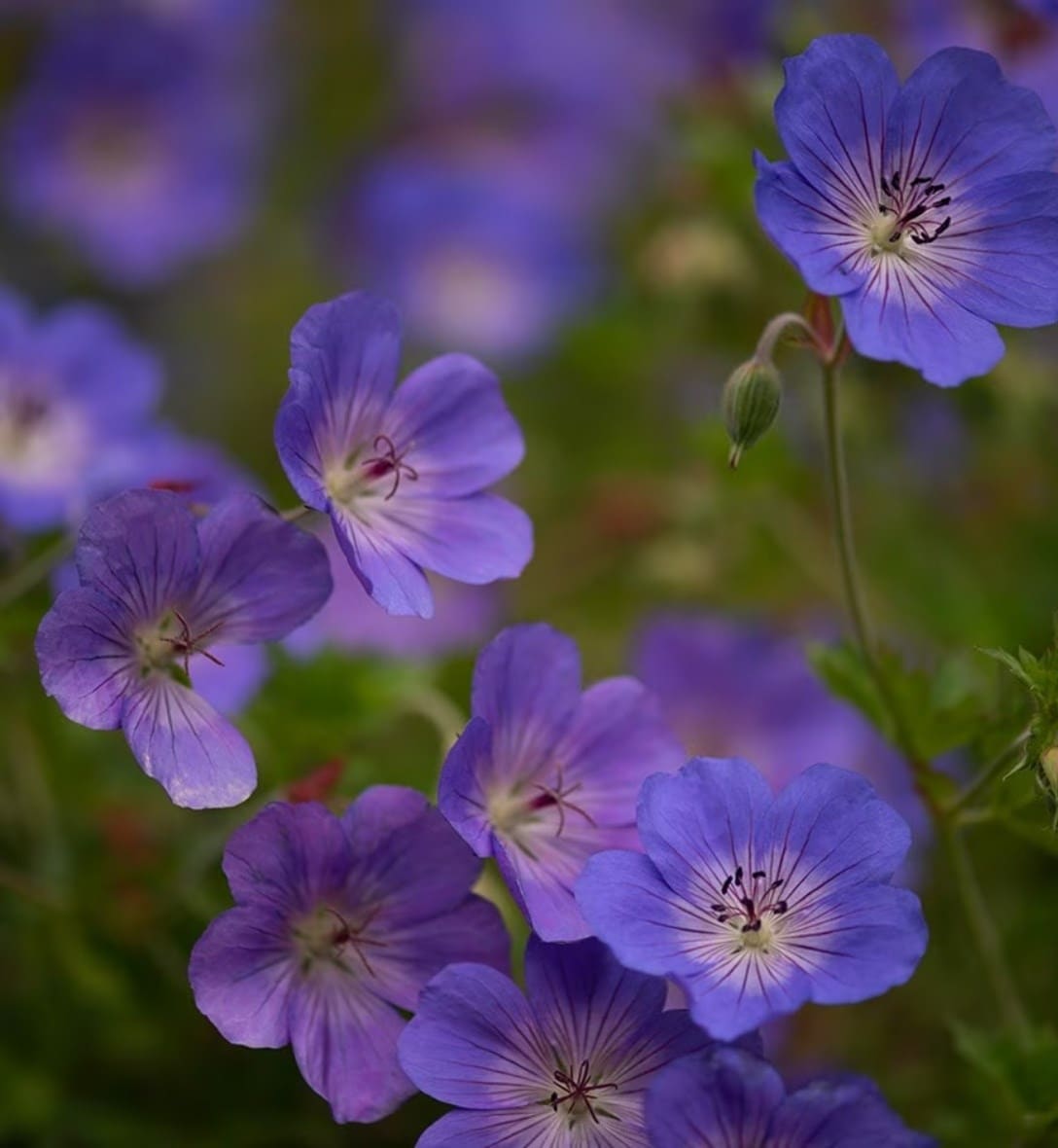 Buy perennials, shrubs, climbers, trees, grasses, bamboos, bulbs