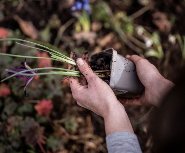 Water your plants well before planting