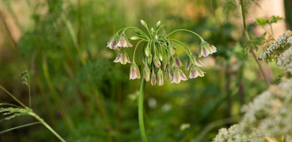 alliums used at chelsea flower show