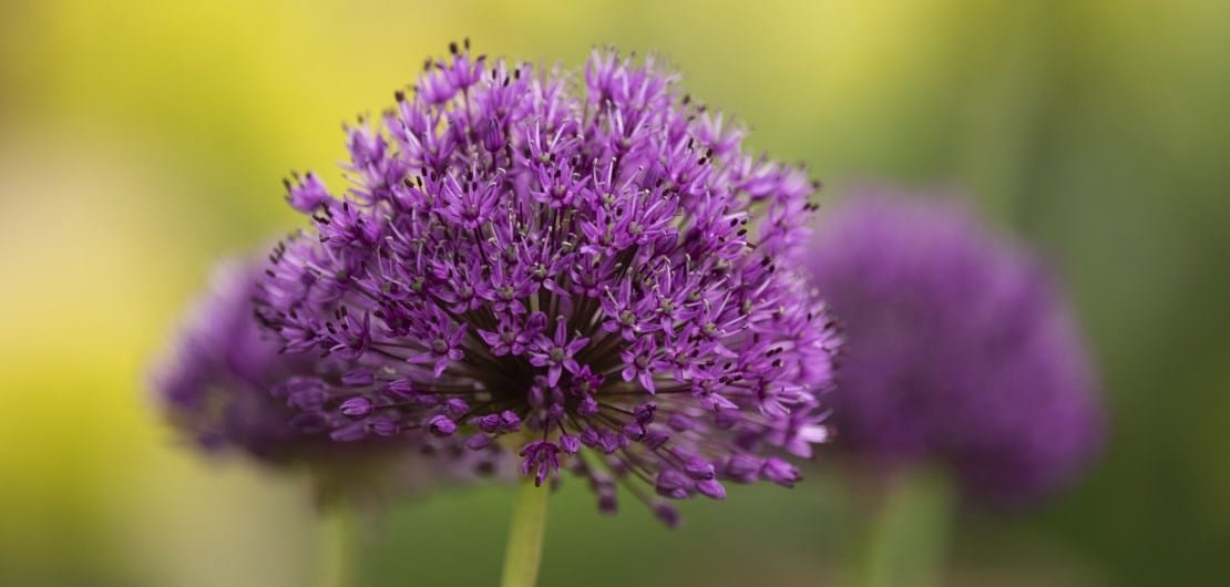 A simple guide when to plant allium bulbs showing purple alliums