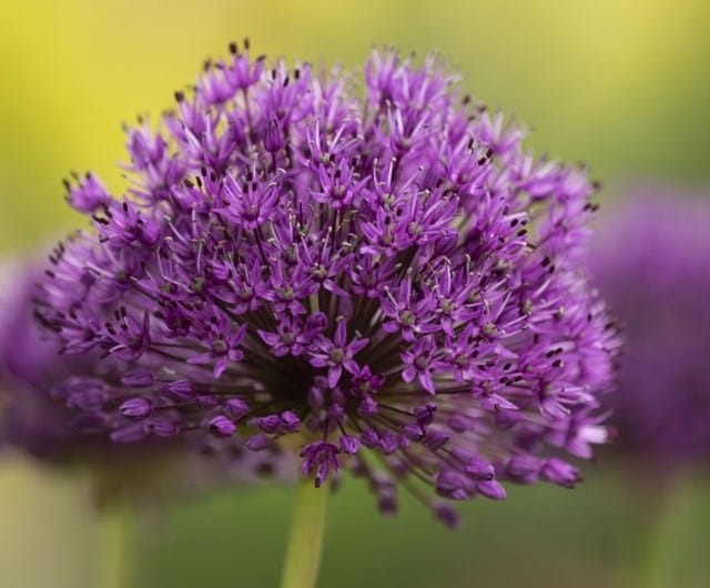 A simple guide when to plant allium bulbs showing purple alliums